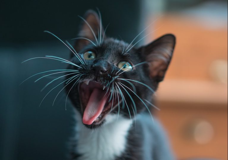 Wormen Kat De Klomp Dierenartsen